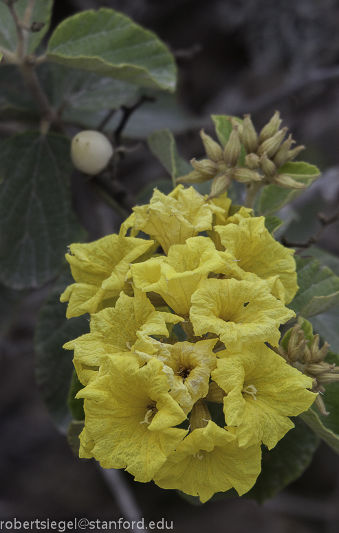 galapagos flower